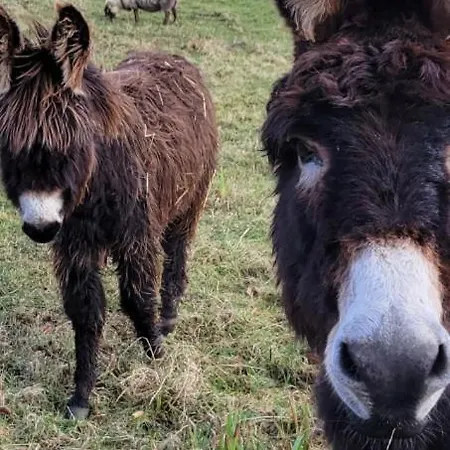 בקתה Waterfront - North באלינמור