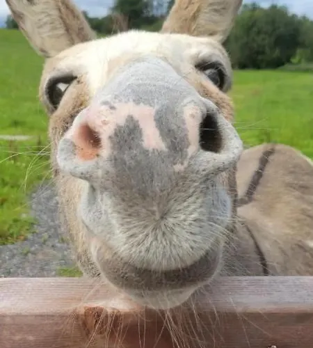 Waterfront - North Alpstuga