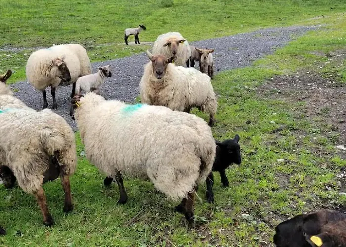 Waterfront - North Alpstuga Ballinamore